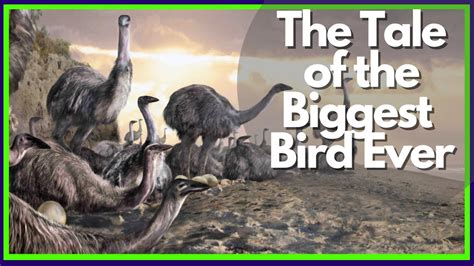 The Tale Of The Elephant Bird The Biggest Bird Ever Youtube