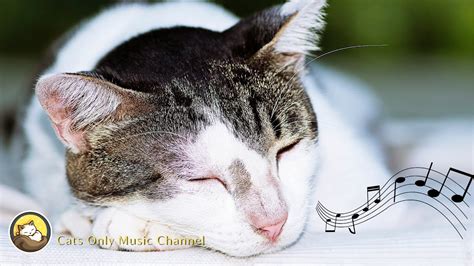 Peaceful Piano Music For Cat 3 Hours Relaxing Background Music For