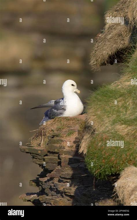 Northern fulmar, fulmars, tube-nosed, animals, birds, Northern fulmar ...