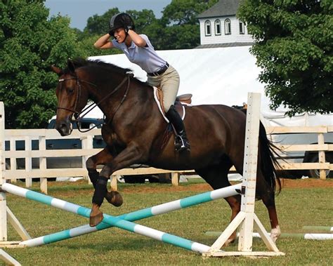 Horse in a Rush? Try This.
