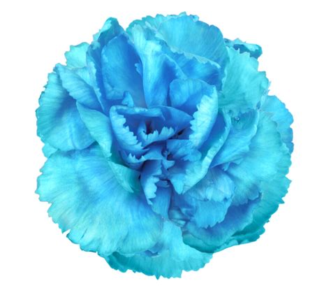 Blue Carnation Symbolism Top Meanings Give Me History