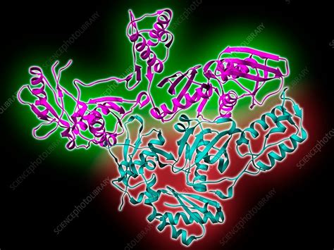 Hiv Reverse Transcriptase Enzyme Stock Image C Science