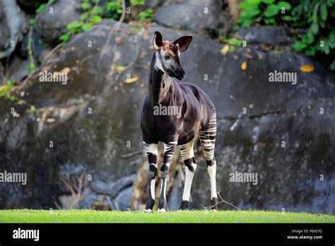 Okapi Hoofed Animals Hi Res Stock Photography And Images Alamy