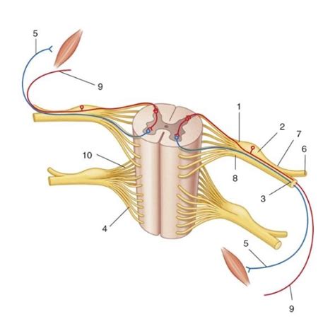 Spinal Nerve Diagram | Quizlet