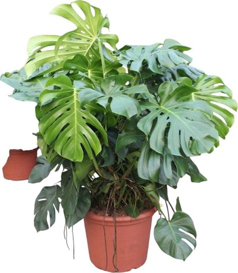 Monstera Gatenplant Monstera Deliciosa Hoogte 130 Cm Van