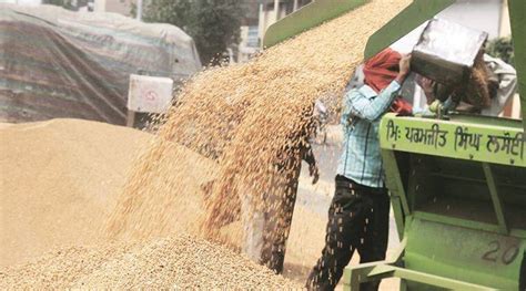 Wheat Lifting Procurement Smoothly Running In Mansa Mandis Deputy