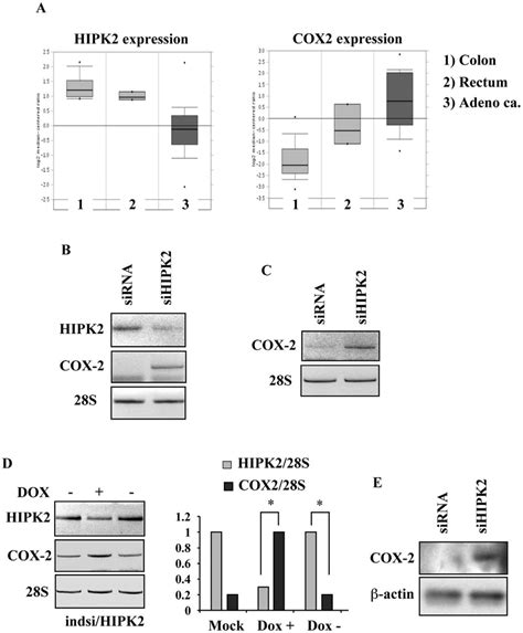 Inverse Correlation Between Low Hipk And High Cox Expression Levels