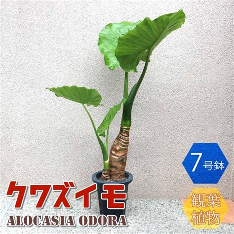 観葉植物 クワズイモ【観葉植物 7号プラスチック鉢 中型／1個売り】 1 Itanse 1515shopooo By Gmo 通販