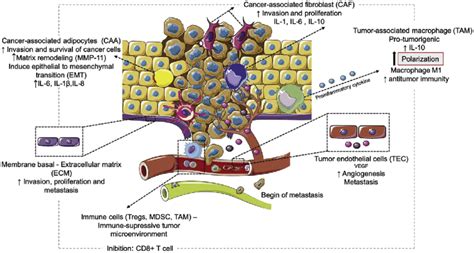 Schematic Image Of The Tumour Microenvironment And Their Role In Tumour