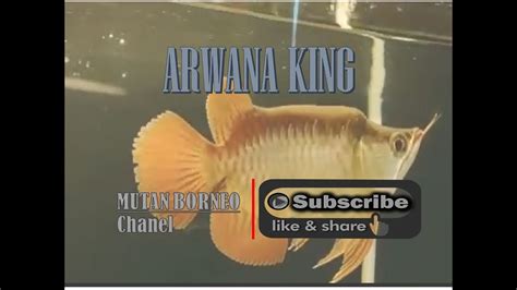 Arwana King Super Red Kapuas Hulu Kalbar YouTube