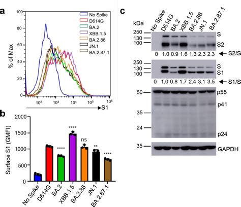 Sars S1 Antibody Sino Biological Bioz