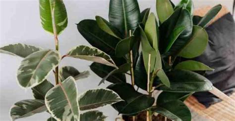 Are Rubber Plants Toxic To Dogs