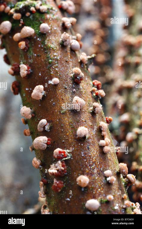 Spot Coral Hongo Nectria Cinnabarina En Carpe Carpinus Betulus Ramitas