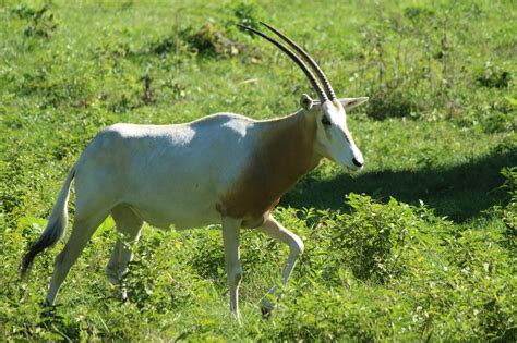 Scimitar Horned Oryx | Southwick's Zoo