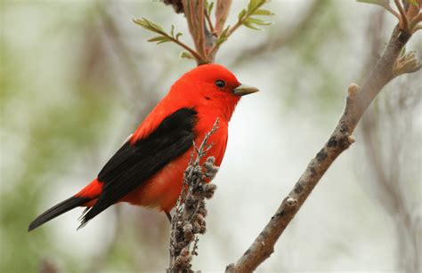 Red Bird with Black Wings | Scarlet Tanager and More! - Happy Birding