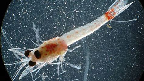 Weatherfanatics Killer Shrimp May Invade The Warming Great Lakes Waters