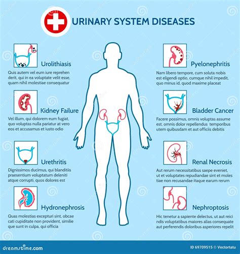 Doenças Que Afetam O Sistema Urinario - Patologias Do Sistema Urinário - ZULEDU