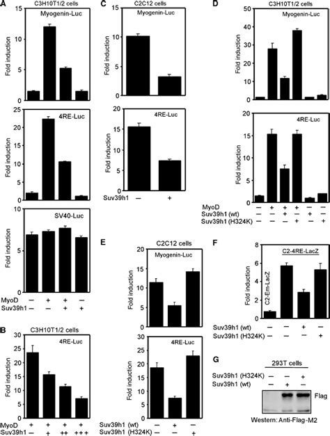 Histone Methyltransferase Suv H Represses Myodstimulated Myogenic