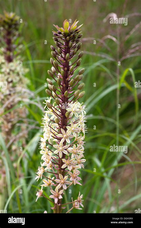 EUCOMIS COMOSA SPARKLING BURGUNDY Stock Photo - Alamy