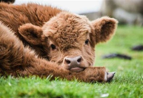 Cute Calf Enjoying A Lazy Day In The Pasture Cute Baby Cow Fluffy