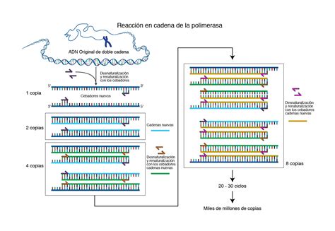 Reacción en cadena de la polimerasa PCR NHGRI