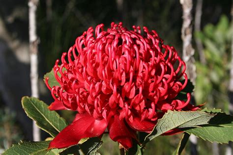 Australian Flower Emblems