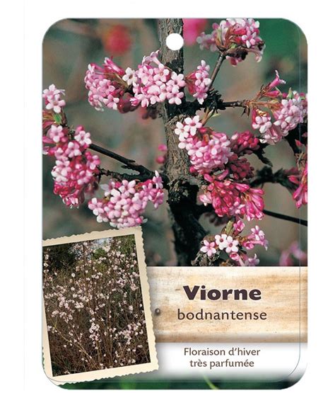 VIBURNUM BODNANTENSE Voir Viorne Dhiver