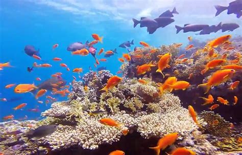 Video Journée Mondiale De Locéan Les Plus Beaux Fonds Marins Dans