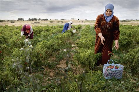 Baisse de 13 15 des primes émises en assurance agricoles en 2022