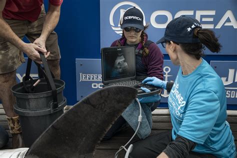 StrawberryPoptart On Twitter RT OCEARCH Today We Celebrate The