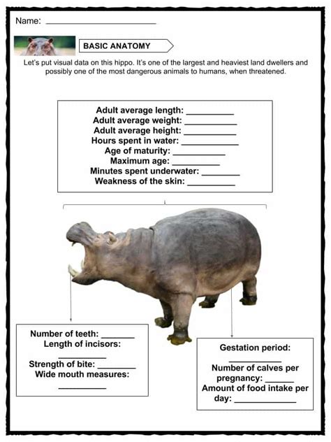 Hippopotamus Facts Worksheets And Information For Kids