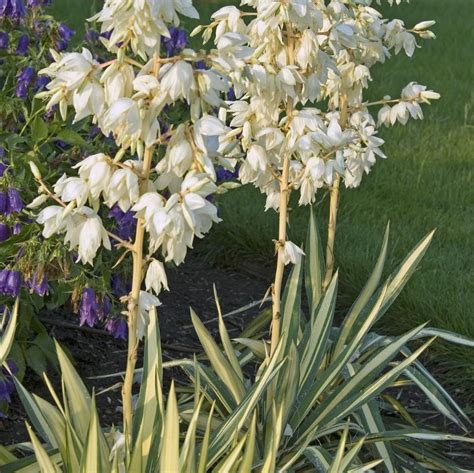 Yucca Filamentosa Colour Guard From Nvk Nurseries