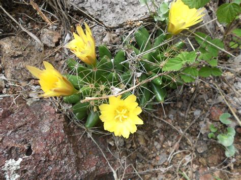 Biznaga De Dedos Largos Familia Cactaceae En Guanajuato