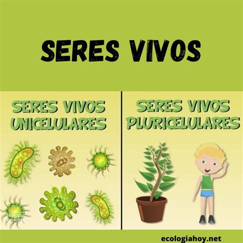 Características De Los Seres Vivos Ecología Hoy