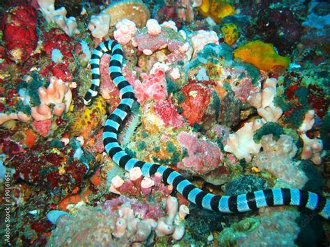 Striped Black And White Sea Snake Among Corals In The Ocean In The