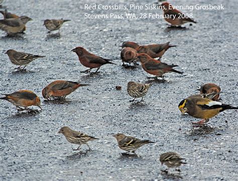 Northwest Nature Notes Flocking Birds