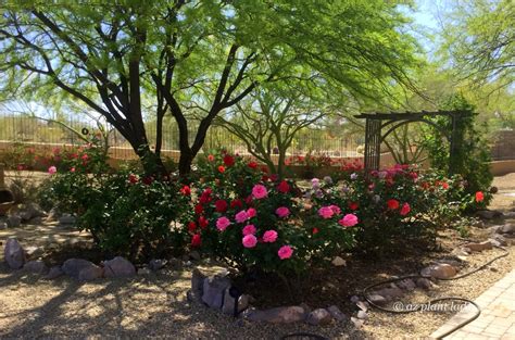 Arizona_Desert_Rose_Garden-004 - Desert Gardening 101