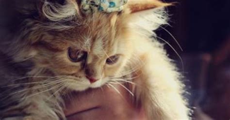 Amelie Tremblay Legs Naked Onlyfans