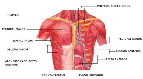 Huesos del tórax anatomía funciones tipos partes y más