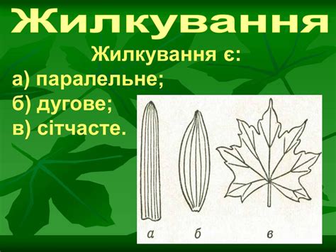 Сетчатое жилкование - фото и картинки: 59 штук