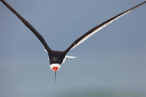 How to Photograph Birds in Flight | All About Birds