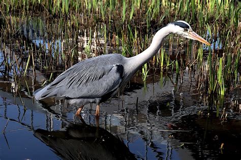 Bird Heron Ornithology Grey - Free photo on Pixabay - Pixabay