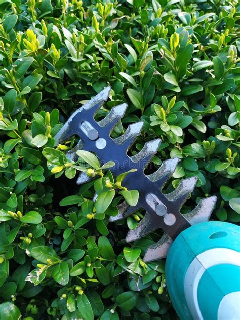 Pruning Boxwood Shrubs And The Best Time To Trim Boxwoods Stock Photo