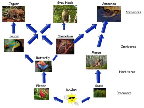 Rainforest Biome Food Web Insight Maker