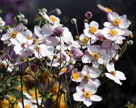 Anemone Tomentosa Robustissima Herfstanemoon Vertrouwd Online Kopen