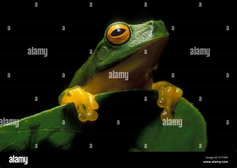 Australian Green Tree Frog Litoria Caerulea Stock Photo Alamy