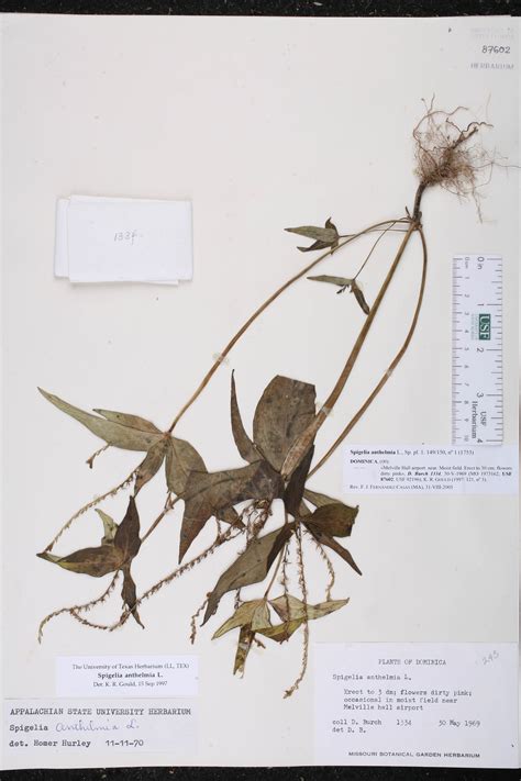 Spigelia Anthelmia Species Page Isb Atlas Of Florida Plants