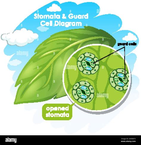 Stomata Cut Out Stock Images & Pictures - Alamy