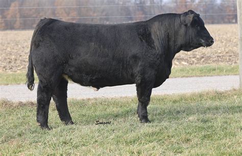 Simmental Bulls (Lots 43-57) | Illinois Performance Tested Bull Sale