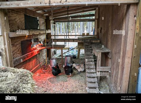 Inside Chicken Coop